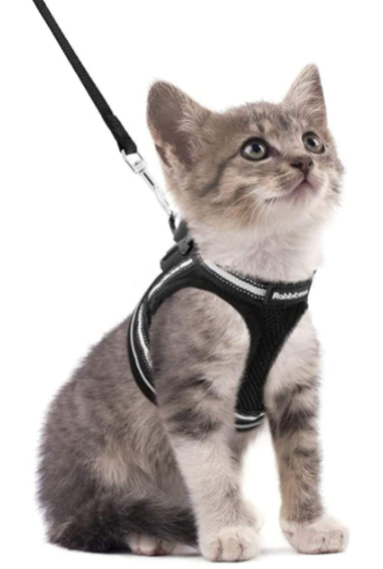 Durable animal gear: Escape-proof cat harness & leash. Designed for safe, comfortable outdoor walking.