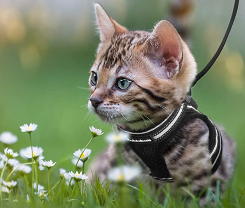 Reflective cat harness and leash set ensures safe outdoor adventures. Escape-proof design for peace of mind.