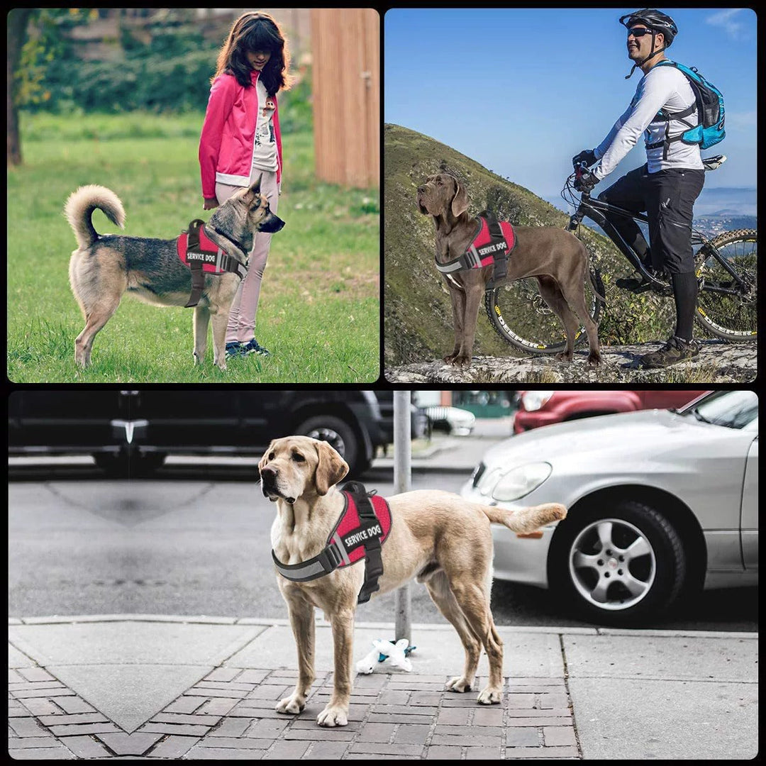 No Pull Personalised Dog Harness for Comfortable Walks