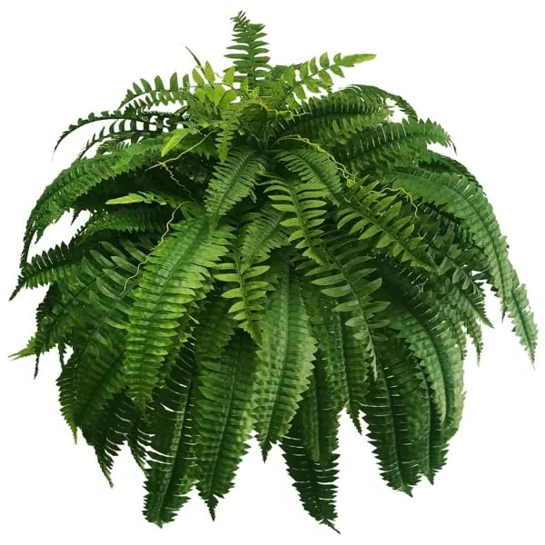 Lifelike, vibrant artificial Boston fern, UV-resistant, 18 lush branches, perfect for outdoor decor, low maintenance garden p