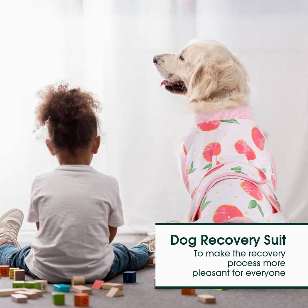 Pet recovery suit, alternative to traditional cones for stress-free post-op healing.