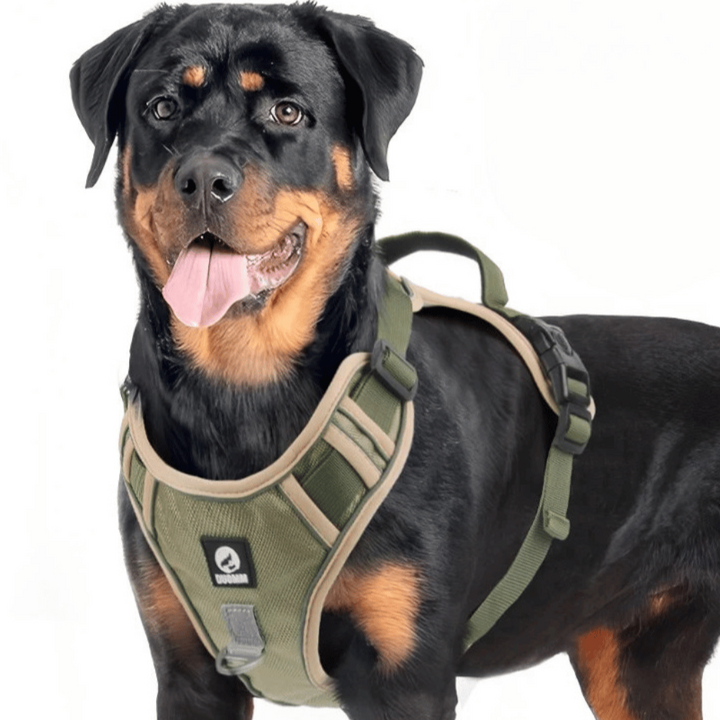Reflective no-pull dog harness with handle, adjustable straps, and metal D-ring; visible and safe for night walks.