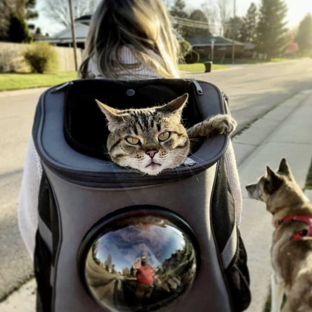 "Spacious cat backpack with bubble window, ventilation holes, and durable design for comfortable pet travel."